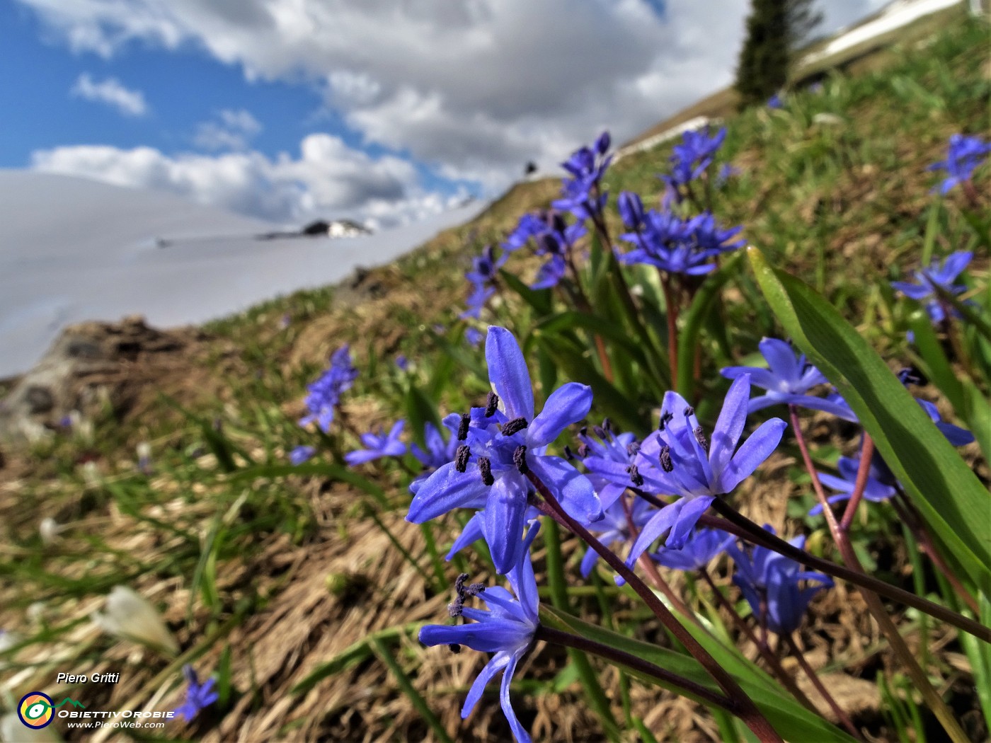 30 Fiori di Scilla silvestre (Scilla bifolia) .JPG